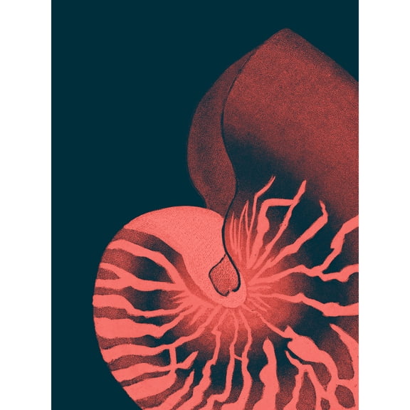 Pink Seashell Nautilus Extra Large XL Wall Art Poster Print