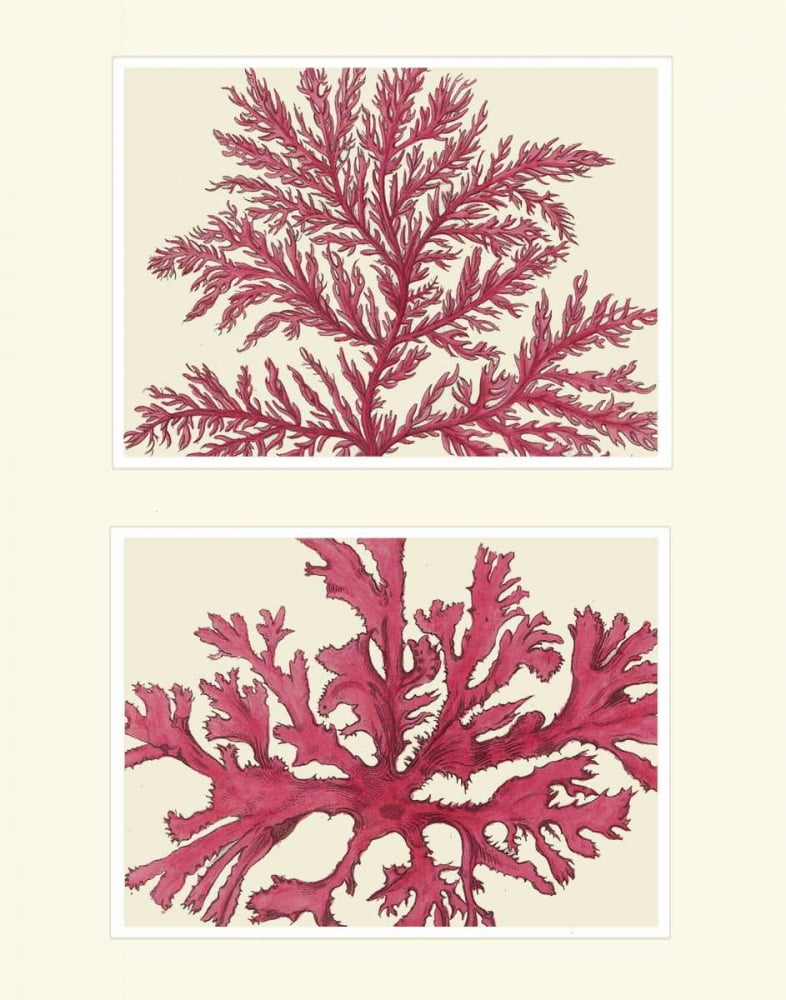 Pink Seaweed print on 2 Panels Poster Print - Funky Fab (18 x 24 ...