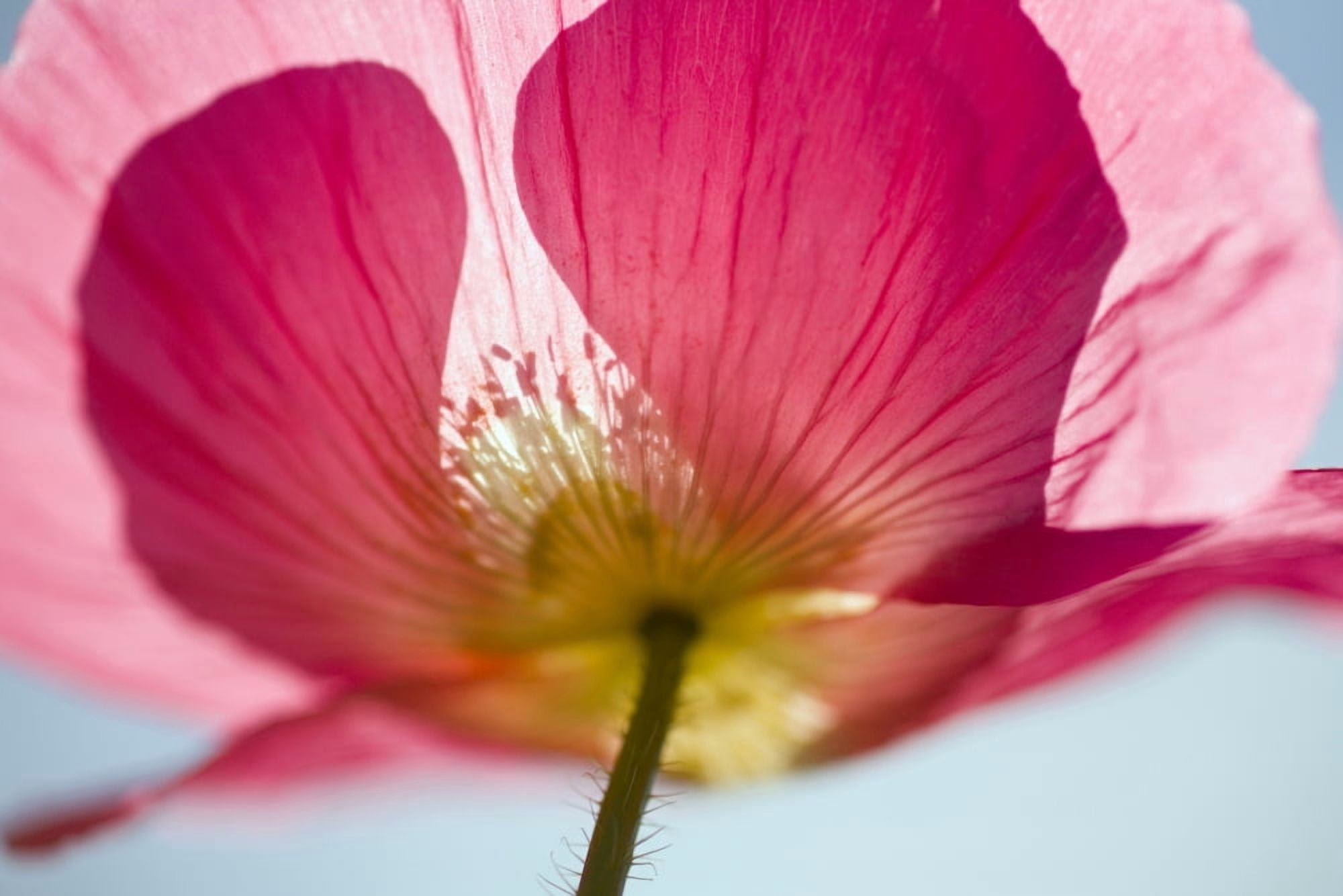 Pink Shirley Poppy Canvas Art - Craig Tuttle Design Pics (20 x 13)