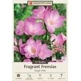 thumbnail image 1 of Pink Single Freesia - 15 Bulbs - Fragrant Blooms - 6/+ cm Bulbs, 1 of 4