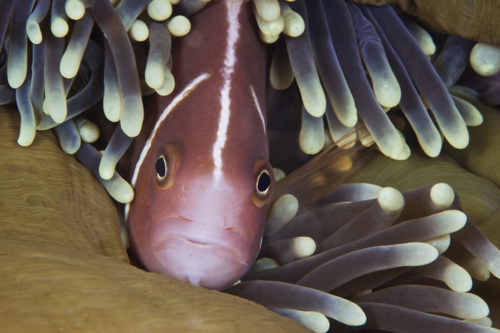 Pink Skunk Clownfish in its host anemone Papua New Guinea Canvas Art - Terry MooreStocktrek Images (34 x 23)
