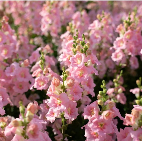 Pink Snapdragon Plant Live, Well Rooted Plug for Planting, Flowering Plant, Snapdragon Flower Plant for Outdoor Garden or Container Growing
