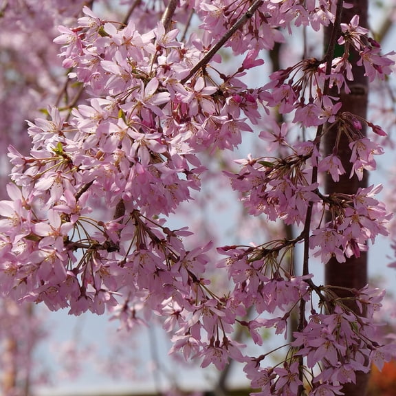 Pink Snow Showers Weeping Cherry- Single Stem Prunus serrulata, Garden Tree, Blooming for Landscape, Pollinator Attractant, Container-Friendly, Elegant Foliage, Garden Accent 15 Gallon