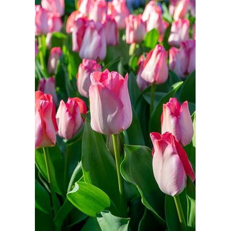 Pink Sound Darwin Tulip - 12/+cm Bulbs - 5 Bulbs