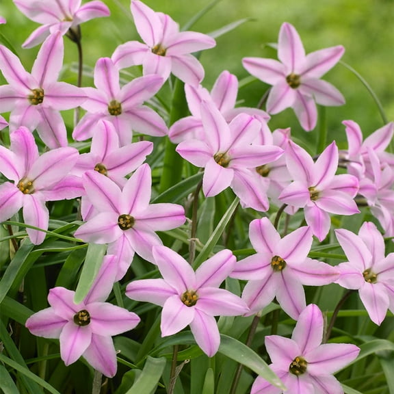 Pink Starflower Bulbs for Planting, Charolette Bishop Ipheion Uniflorum (20 Bulbs)