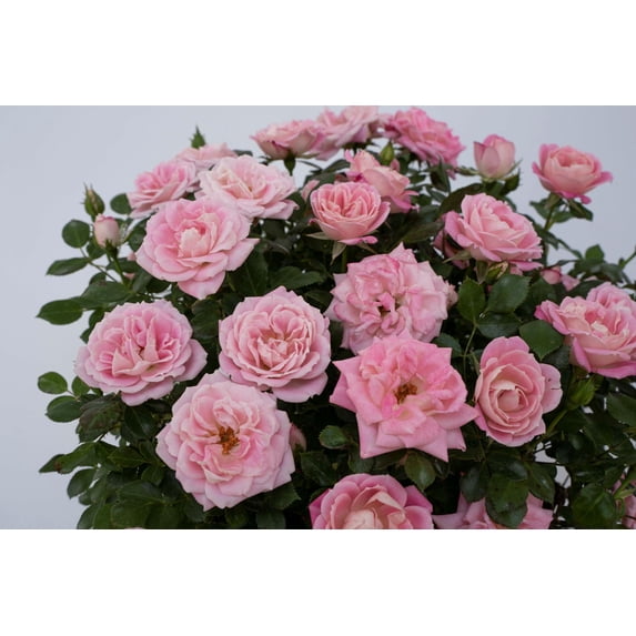 Pink Sunblaze® Miniature Rose Bush - Hardy - 2.5" Pot