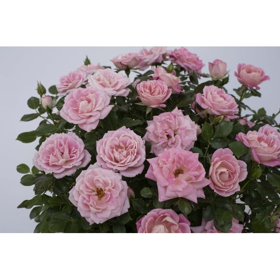 Compact Hardy Roses Pink Sunblaze® Miniature Rose Bush - Hardy - 2.5