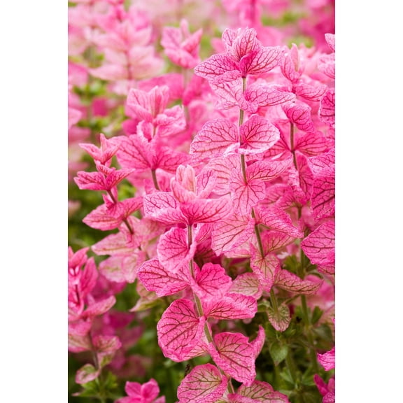 Pink Sundae Salvia viridis Cut Flower Seed Packet for Planting
