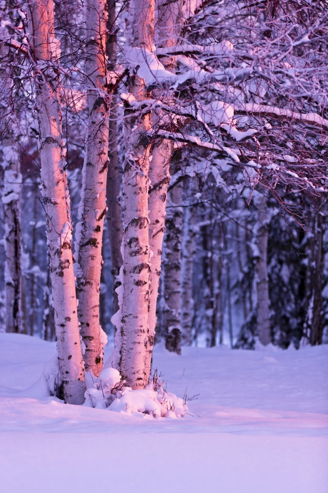 Pink Sunset Light Falling On Birch Trees At Russian Jack Springs Park Anchorage Southcentral Alaska Winter Canvas Art - Kevin Smith Design Pics (24 x 36)