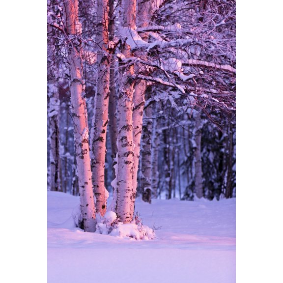 Pink Sunset Light Falling On Birch Trees At Russian Jack Springs Park Anchorage Southcentral Alaska Winter Canvas Art - Kevin Smith Design Pics (24 x 36)