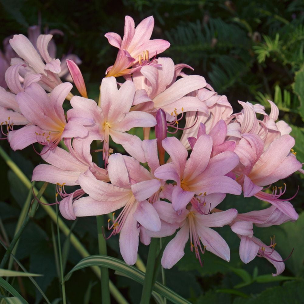 Pink Surprise Lily (Resurrection Lily) 1 Bulb