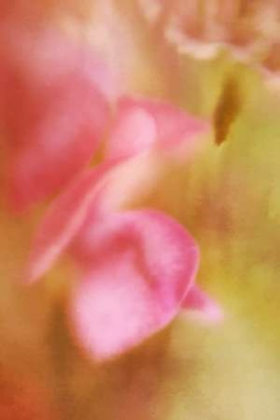 Pink Sweet Peas Canvas Art - Roberta Murray (24 x 36)