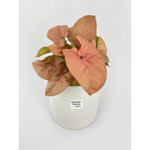 Bumble Plants Syngonium Strawberry Pink 'Neon Robusta' - Full Live Colorful Houseplant in Nursery Pot, Easy Care, Indoor Plant for Beginners