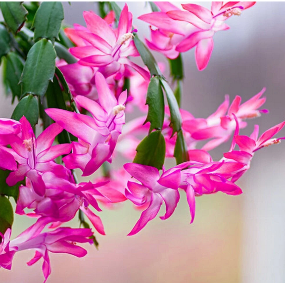 Pink Thanksgiving Cactus Plant Live for Planting, Holiday Cactus Flower Schlumbergera Succulent Plant for Indoor Outdoor 4-7" Tall in 4 Inch Pot