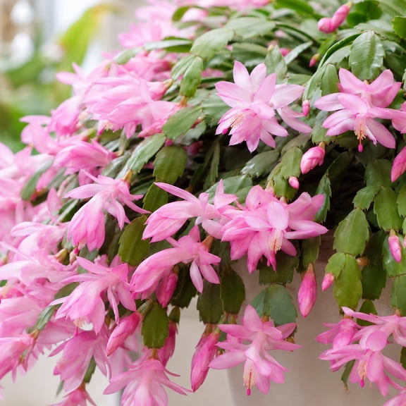 Pink Thanksgiving Christmas Cactus Plants Live Holiday Cactus Plant Winter Bloom Flowers Plant 3"Pot