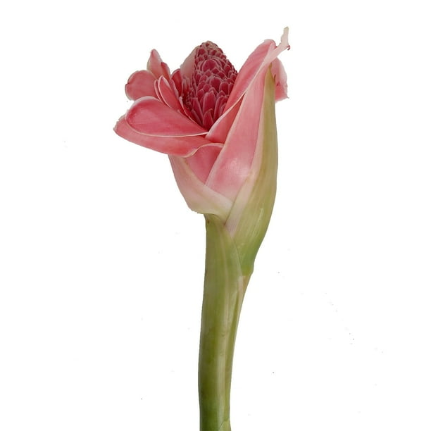 Pink Torch Ginger - Farm Direct Fresh Cut Flowers - 10 Stems