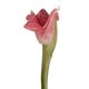 thumbnail image 1 of Pink Torch Ginger - Farm Direct Fresh Cut Flowers - 10 Stems, 1 of 1