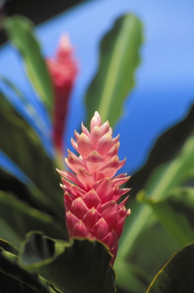 Pink Torch Ginger Flowers Close-Up Of One Flower Background Soft Focus Canvas Art - Allan Seiden Design Pics (22 x 34)
