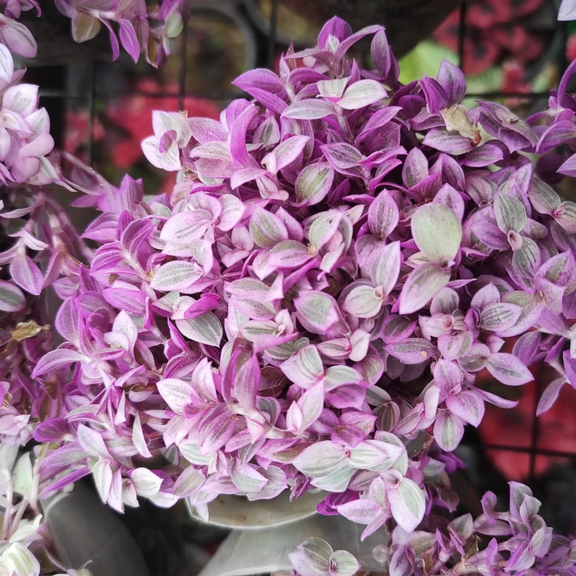 Pink Tradescantia Live Plant Indoor Outdoor, Callisia Repens Turtle Vine Houseplant, In 4 Inc Pot