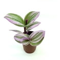 thumbnail image 1 of Pink Tradescantia Nanouk Small Houseplants, 2" Pot, 1 of 5
