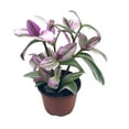 thumbnail image 1 of Pink Tradescantia Nanouk, Variegated Wandering Jew, Exclusive 4 inch, 1 of 8
