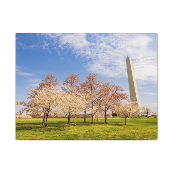 Pink Tree Cherry Blossom Festival at The National Mall Washington Modern Multicolor Scenic Nature Photography Canvas Home Office Decor Ready to Hang