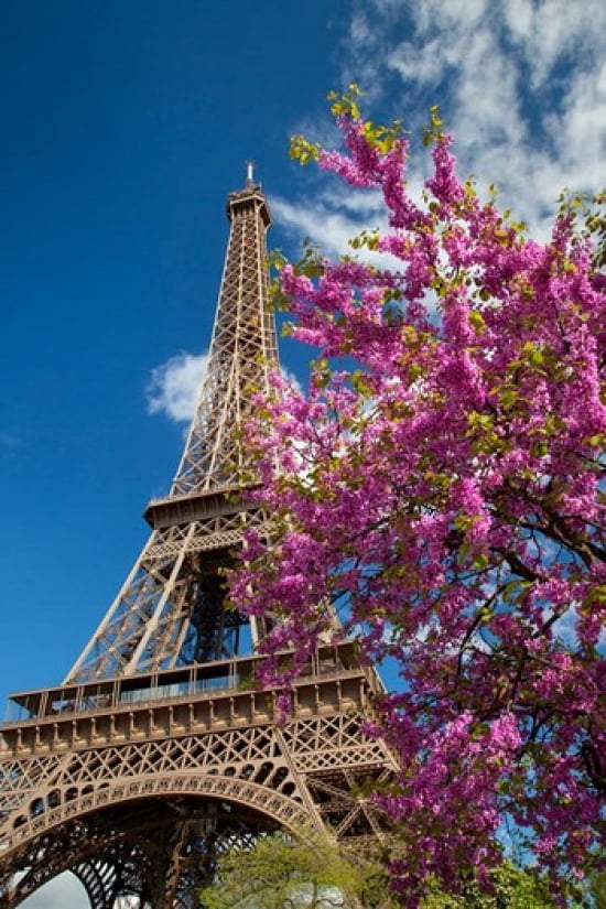 Pink Tree by the Eifel Tower Canvas Art - Brian Jannsen DanitaDelimont (19 x 29)