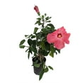 thumbnail image 1 of Pink Tropical Hibiscus - 6" Pot - Bush Form, 1 of 1