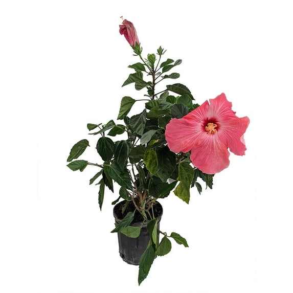 Pink Tropical Hibiscus - 6" Pot - Bush Form