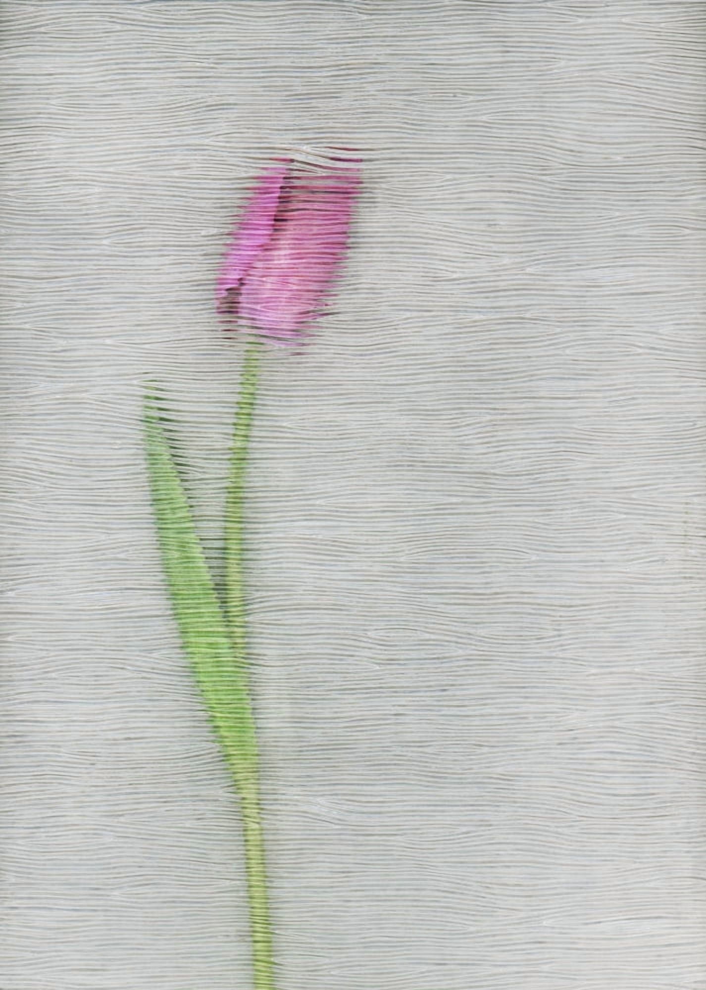 Pink Tulip Canvas Art - Deddeda Design Pics (12 x 17)