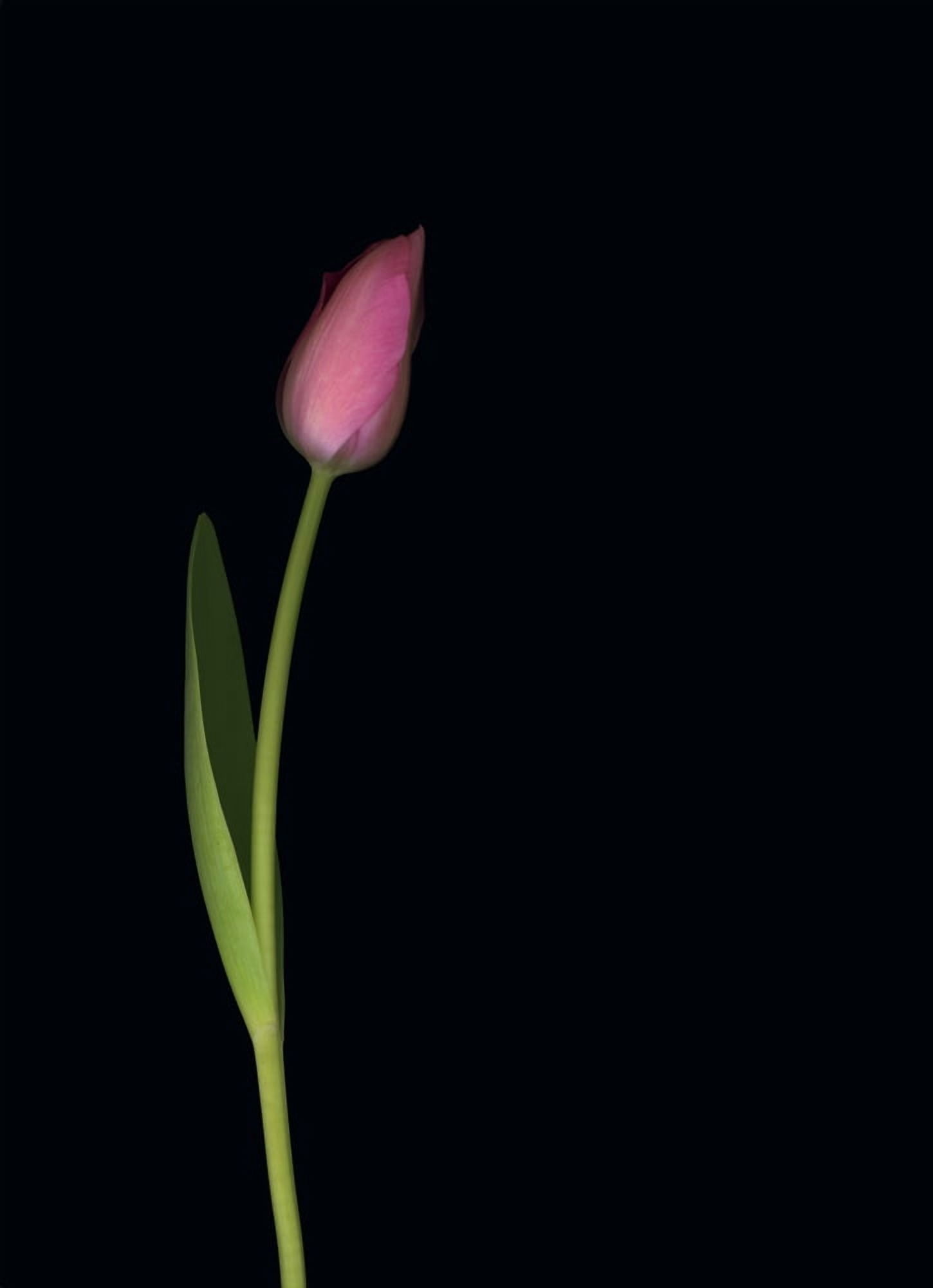 Pink Tulip Canvas Art - Deddeda Design Pics (24 x 34)