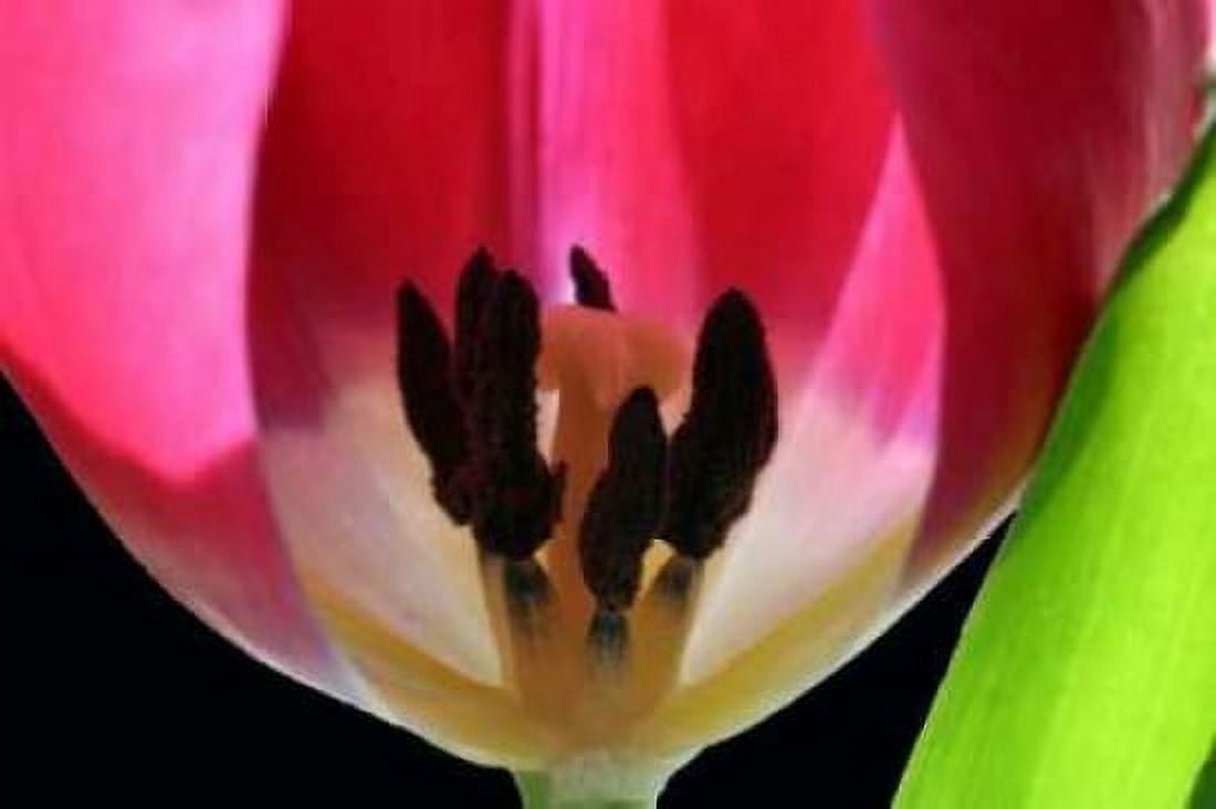 Pink Tulip Canvas Art - Tammy Putman (24 x 36)