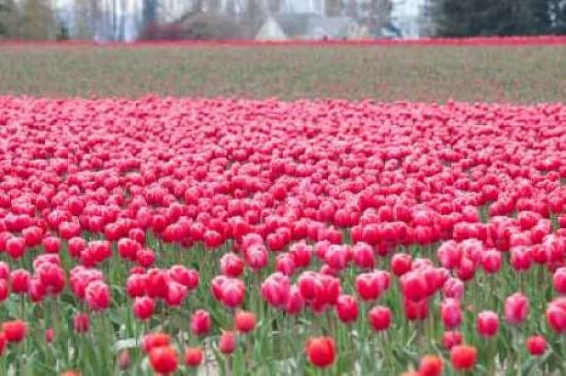 Pink Tulip Hill Canvas Art - Dana Styber (24 x 36)