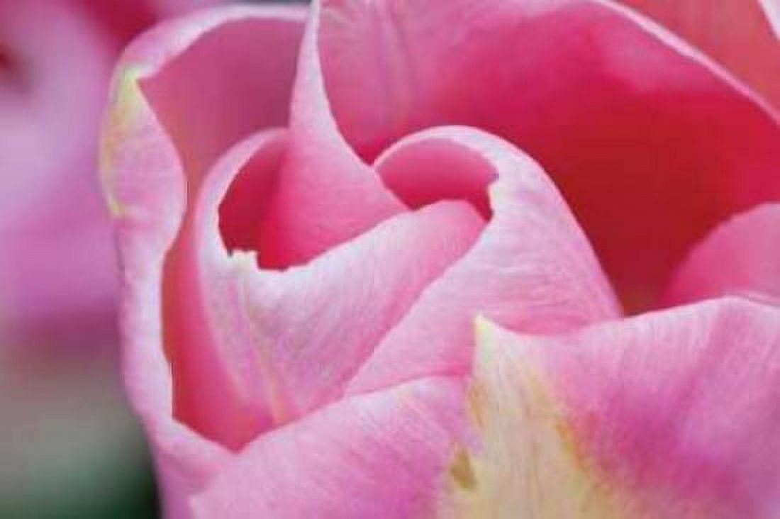 Pink Tulip I Canvas Art - Dana Styber (12 x 18)