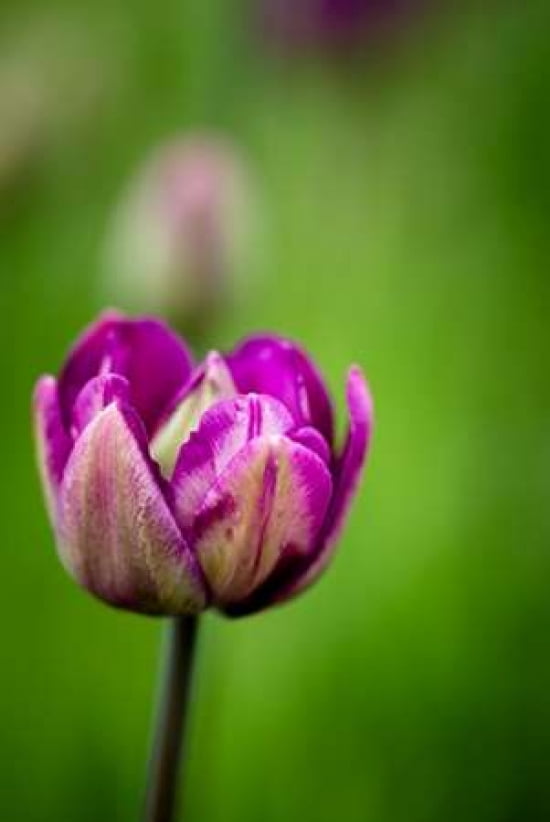 Pink Tulip II Canvas Art - Beth Wold (12 x 18)