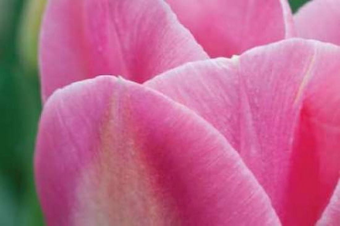 Pink Tulip II Canvas Art - Dana Styber (12 x 18)