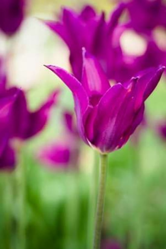 Pink Tulip III Canvas Art - Beth Wold (24 x 36)