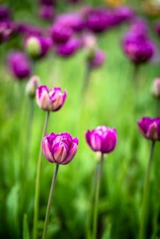 Pink Tulip IV Canvas Art - Beth Wold (24 x 36)