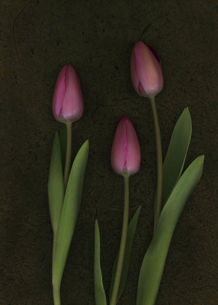 Pink Tulips Canvas Art - Deddeda Design Pics (12 x 17)