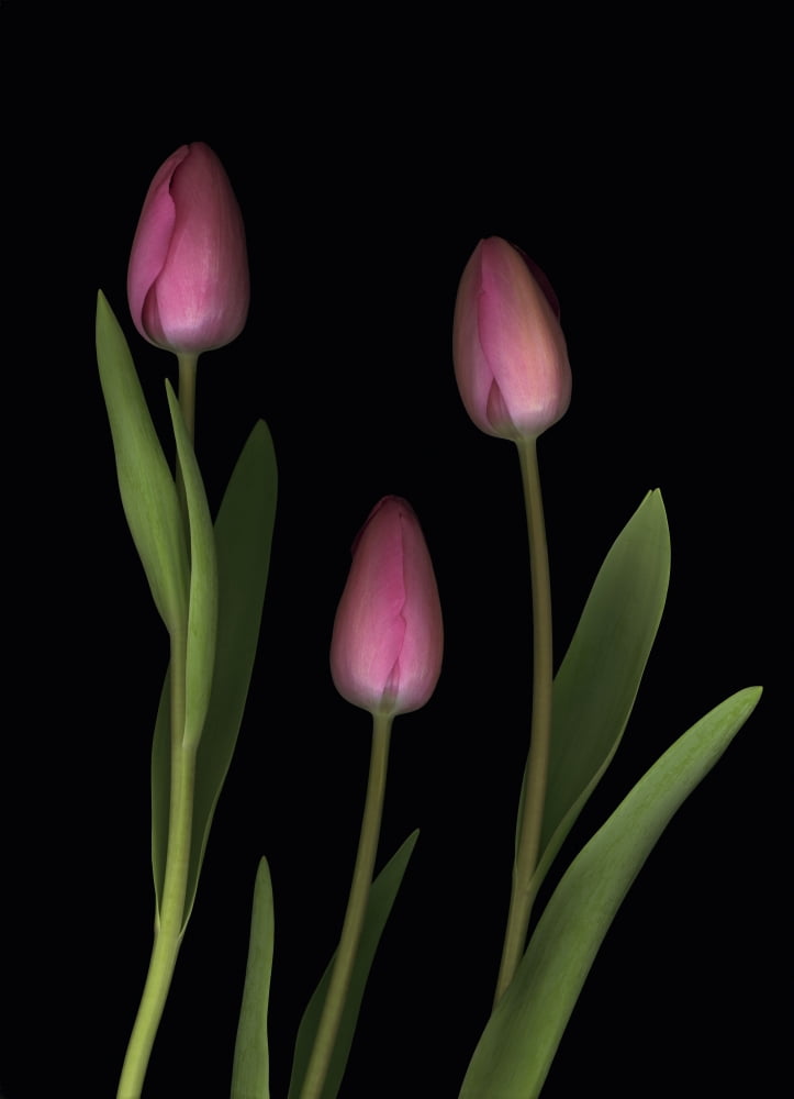 Pink Tulips Canvas Art - Deddeda Design Pics (12 x 17)