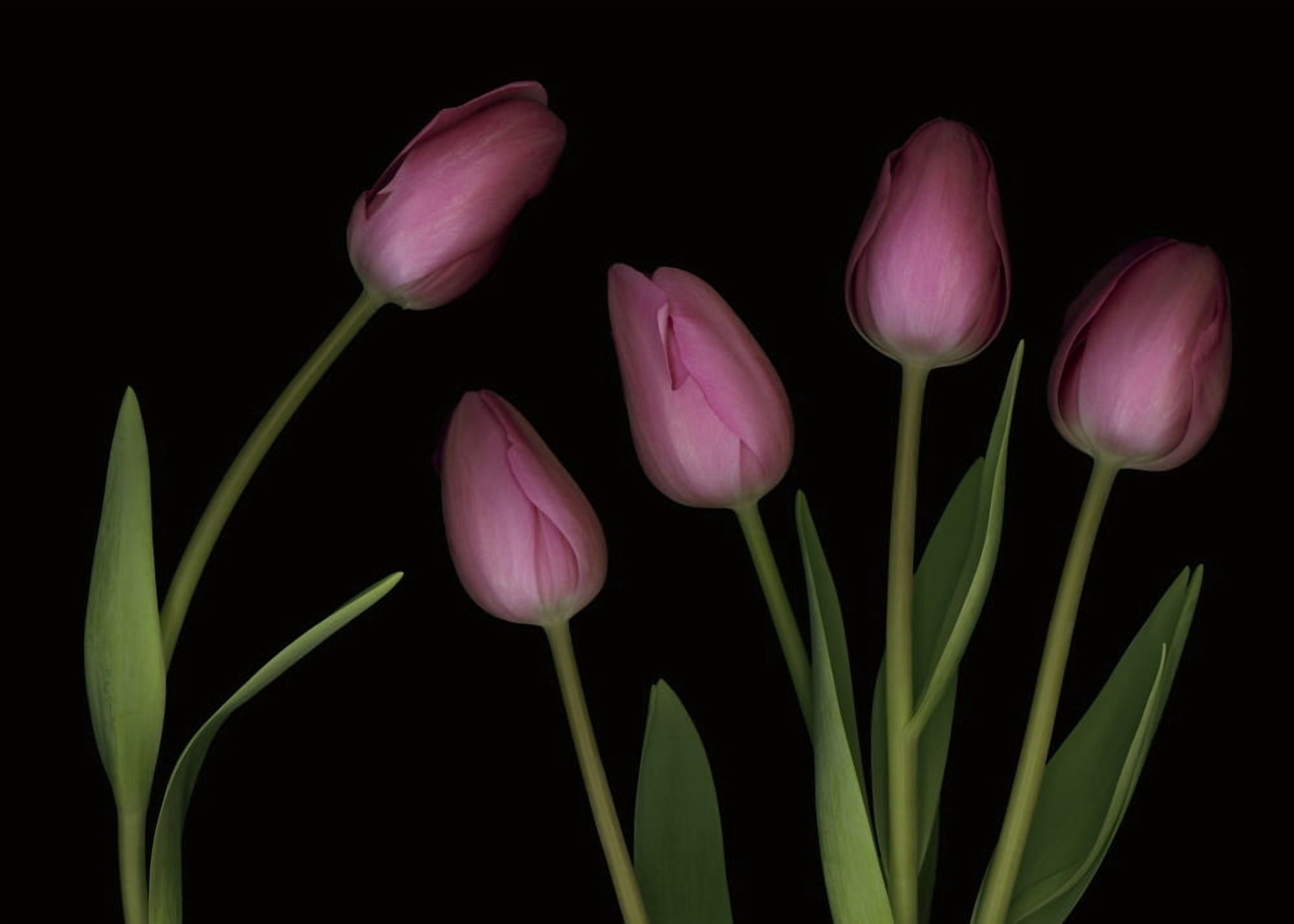 Pink Tulips Canvas Art - Deddeda Design Pics (17 x 12)