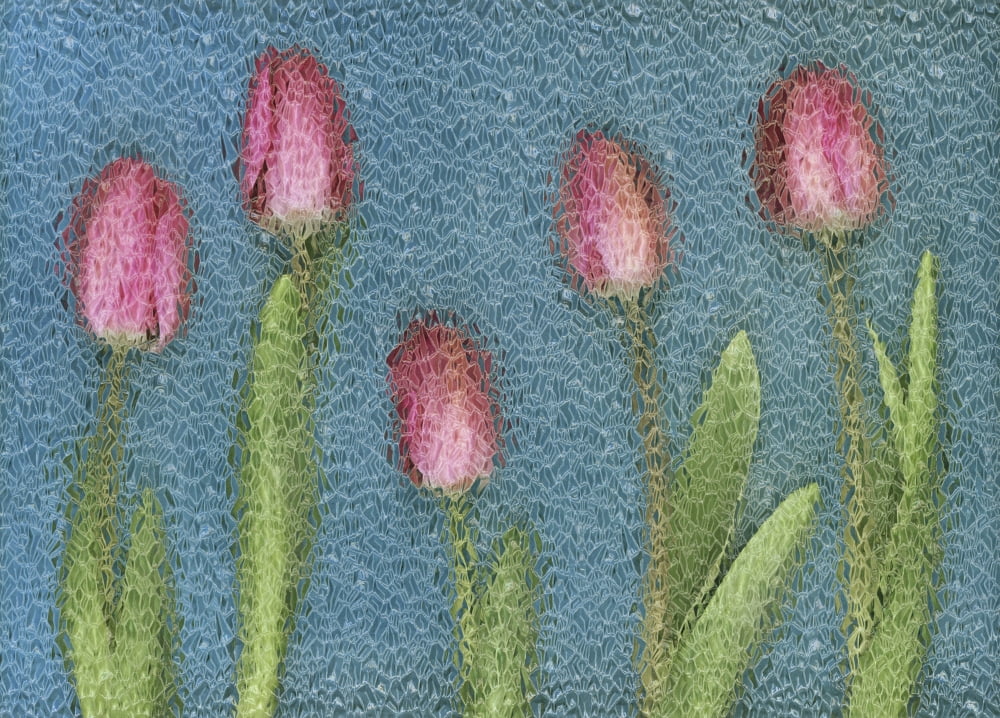 Pink Tulips Canvas Art - Deddeda Design Pics (17 x 12)