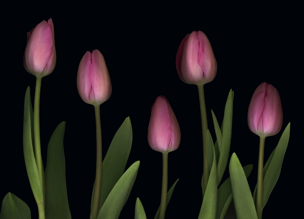 Pink Tulips Canvas Art - Deddeda Design Pics (17 x 12)