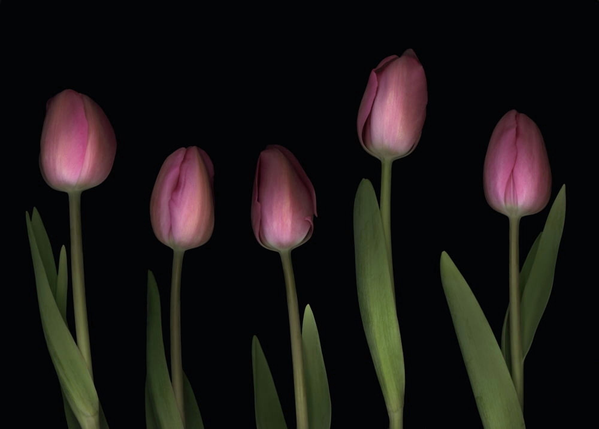 Pink Tulips Canvas Art - Deddeda Design Pics (34 x 24)