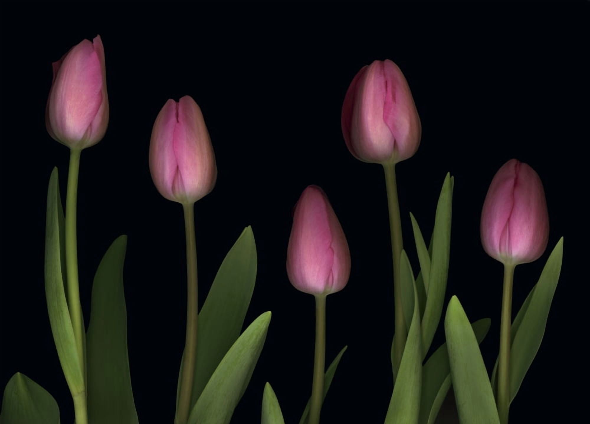 Pink Tulips Canvas Art - Deddeda Design Pics (34 x 24)