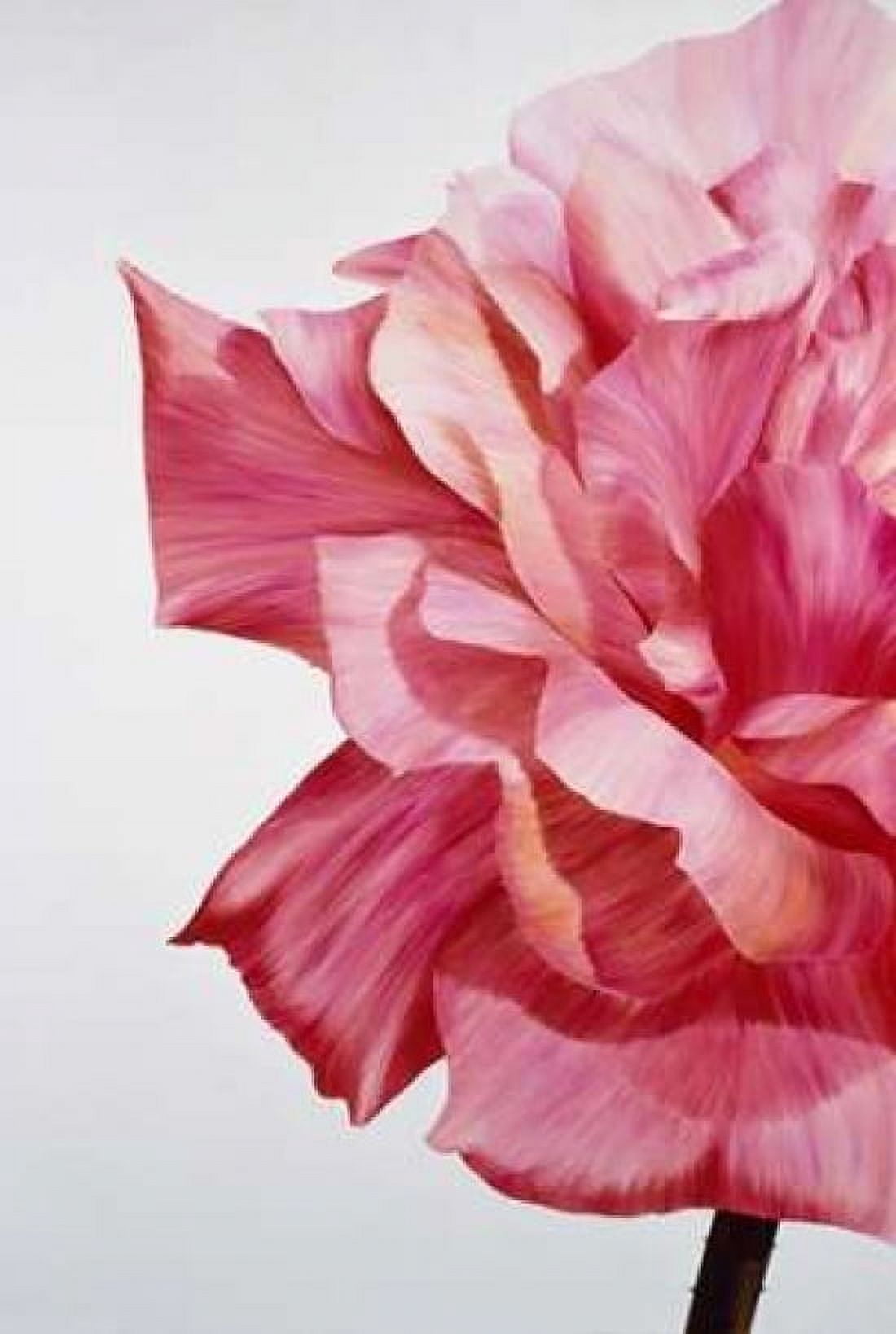 Pink Twin I Canvas Art - Yvonne Poelstra-Holzhaus (24 x 36)