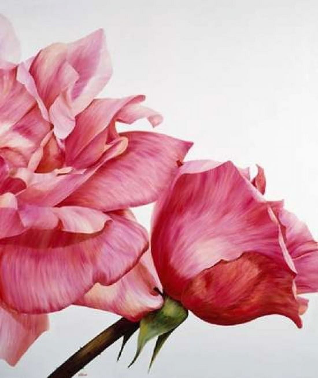 Pink Twin II Canvas Art - Yvonne Poelstra-Holzhaus (20 x 24)