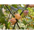 thumbnail image 1 of Pink UFO Pepper Premium Seeds Packet, 1 of 2