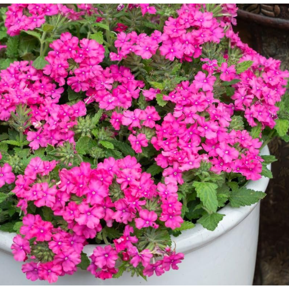 Pink Verbena Plant Live for Planting, Hardy Perennial Flower, 4-8 Inches Tall, Outdoor Garden Plant