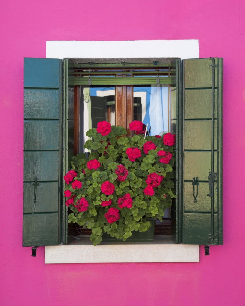 Pink Wall And Green Shutters Burano Italy Canvas Art - Chris Upton Design Pics (12 x 16)
